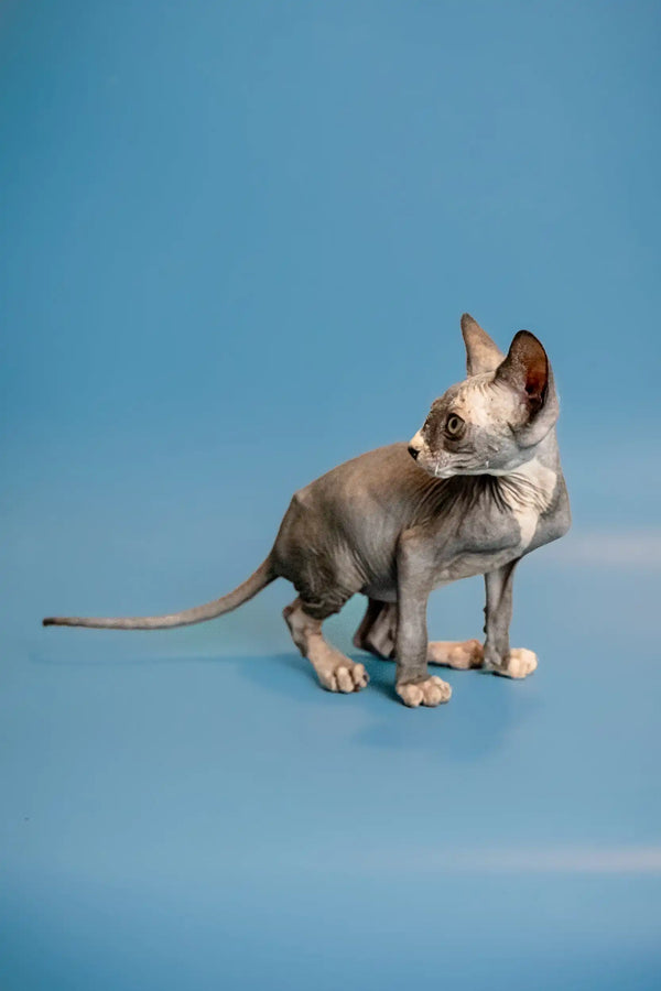 Hairless Sphynx kitten named Oliver, alert with wrinkled skin and big ears ready to play