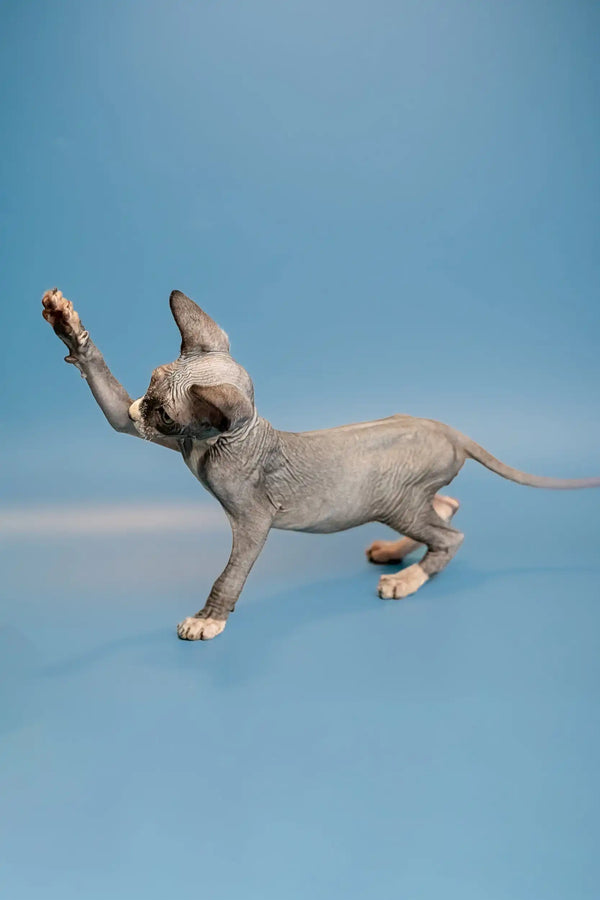 Playful male Canadian Sphynx kitten Oliver leaping with paws outstretched
