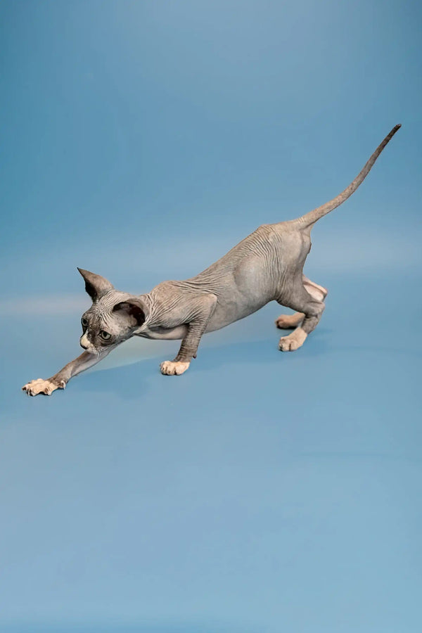 Playful Oliver the Sphynx Kitten stretching with extended tail and elongated body