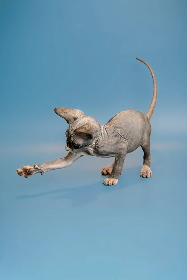 Sphynx kitten named Oliver stretching to grab a toy in playful pose