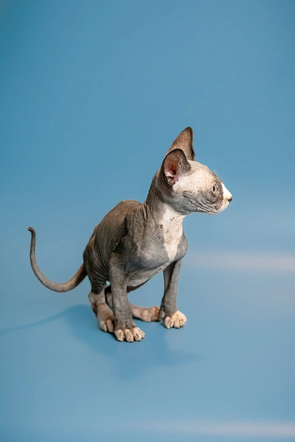 Hairless Sphynx kitten with fur patches, perfect for lovers of male Canadian Sphynx