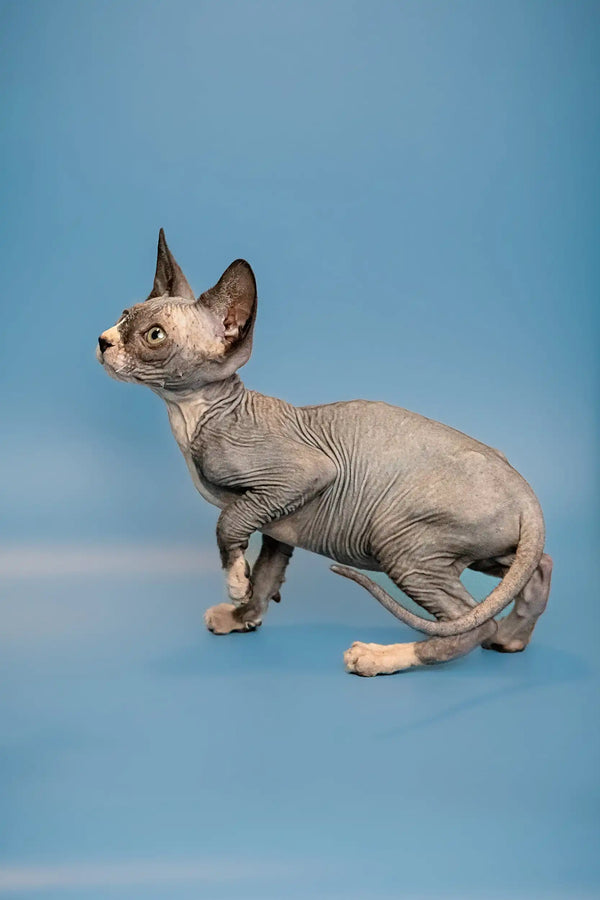 Adorable male Canadian Sphynx kitten with big ears and wrinkled skin sitting pretty