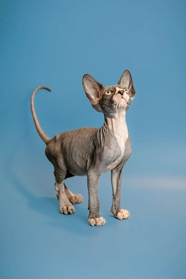 Sphynx kitten Oliver showing off his wrinkled skin and large ears, alert and cute