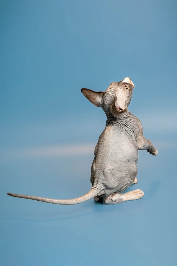 Hairless Sphynx kitten Oliver standing on hind legs with front paws up