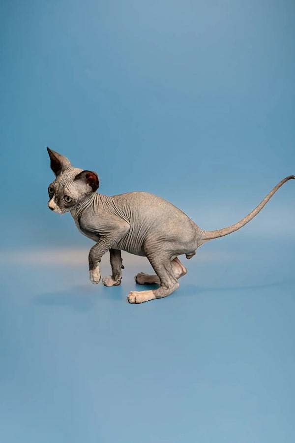 Hairless Sphynx kitten Oliver showing off his wrinkled skin and big ears while walking