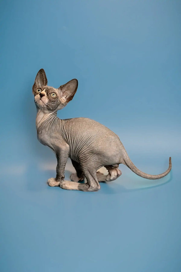 Hairless Sphynx kitten Oliver with wrinkled skin and big ears for sale