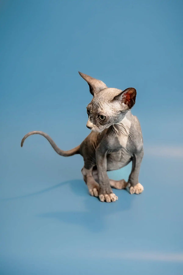 Sphynx Kitten Oliver chilling on a blue surface, showing off his cute wrinkles and big ears