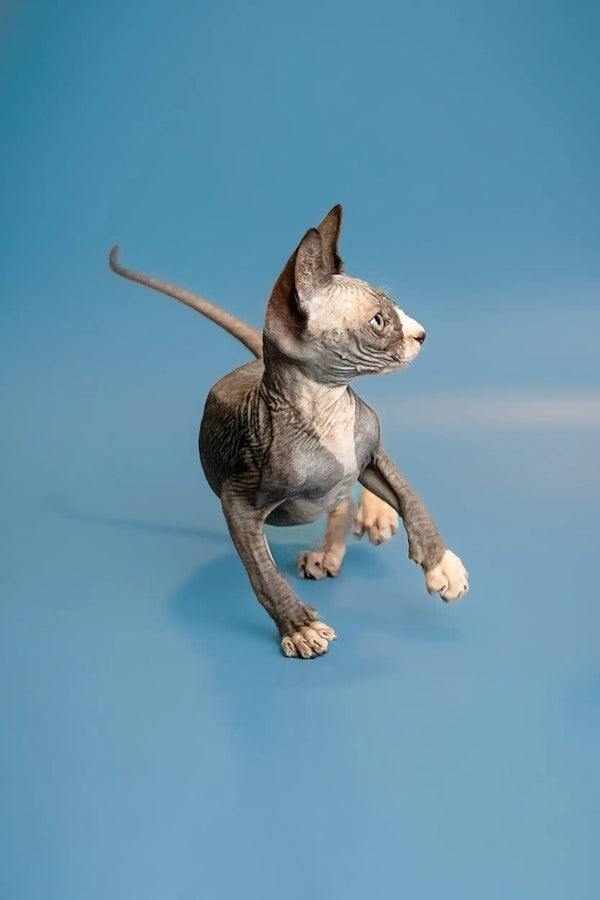 Sphynx kitten Oliver with wrinkled skin standing on a blue surface