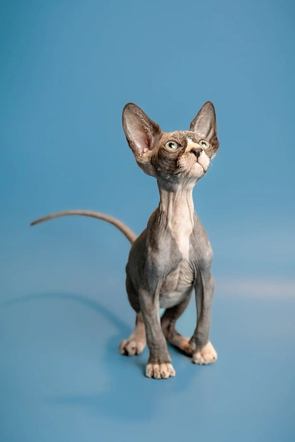 Hairless Sphynx kitten with big ears and wrinkled skin, ideal male Canadian pet
