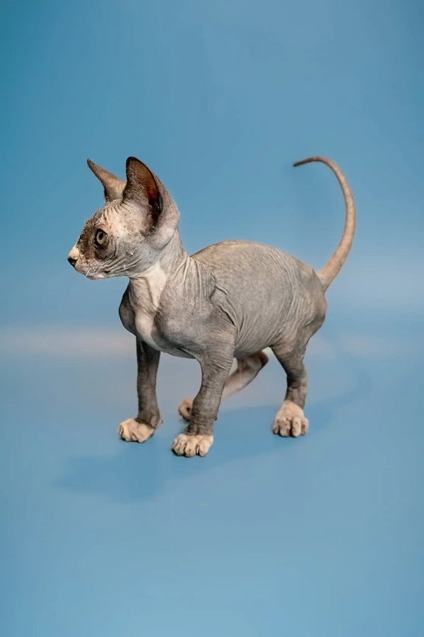 Hairless Sphynx kitten with big ears and a thin tail from Oliver, a male Canadian Sphynx