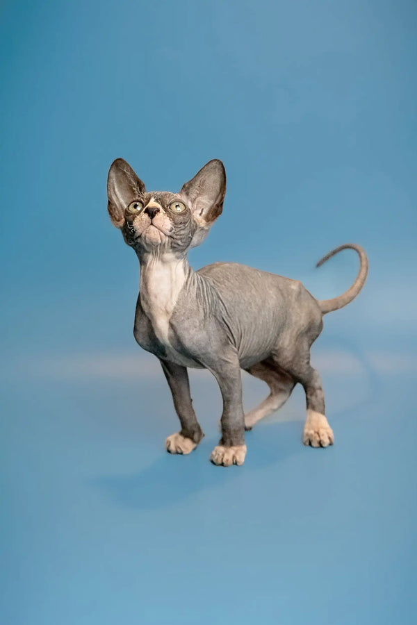Hairless Sphynx kitten with big ears standing alert on blue, perfect for pet lovers