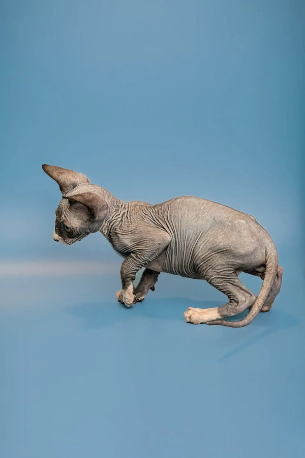 Playful male Canadian Sphynx kitten with wrinkled skin jumping around