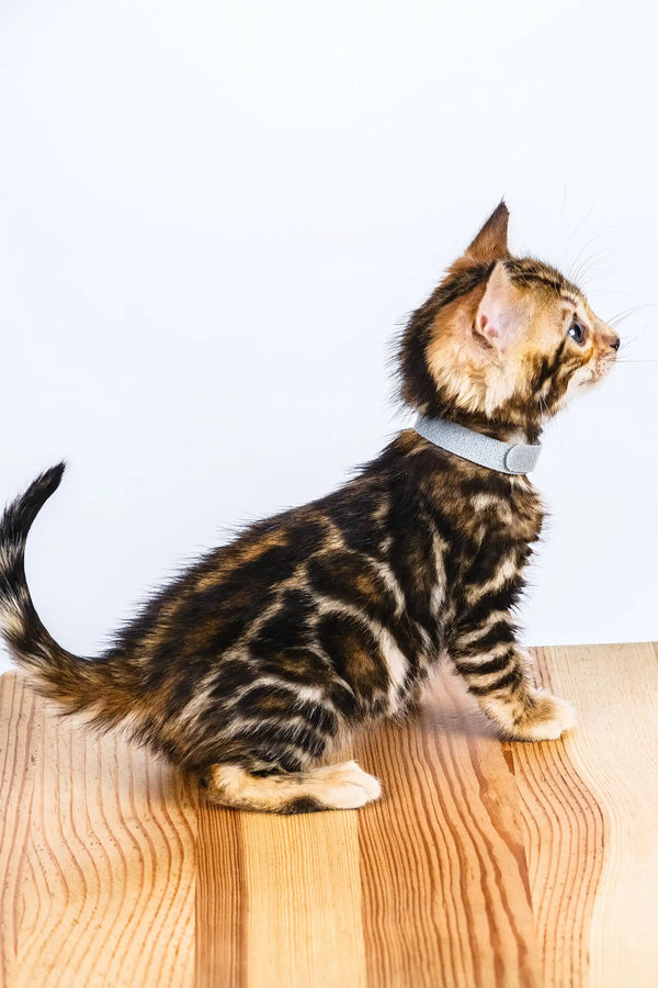 Olivia | bengal kitten