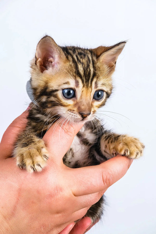 Olivia | bengal kitten