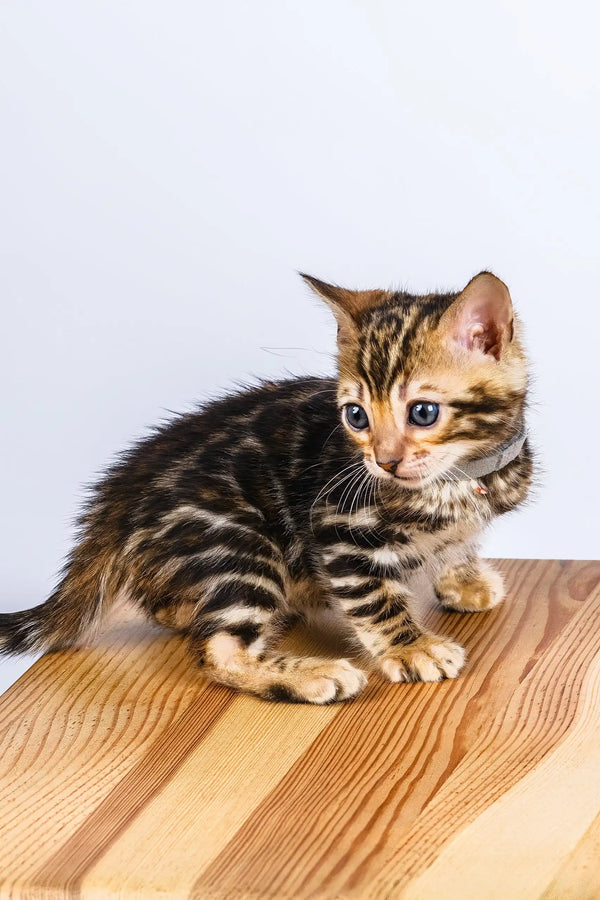 Olivia | bengal kitten