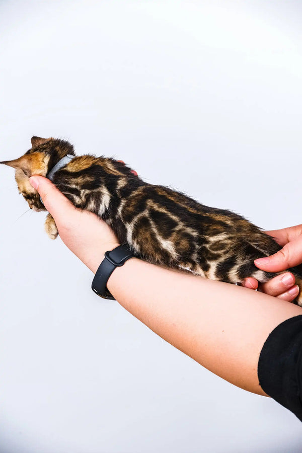 Olivia | bengal kitten