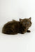 Olivia | british longhair kitten
