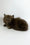 Olivia | British Longhair Kitten