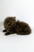 Olivia | british longhair kitten