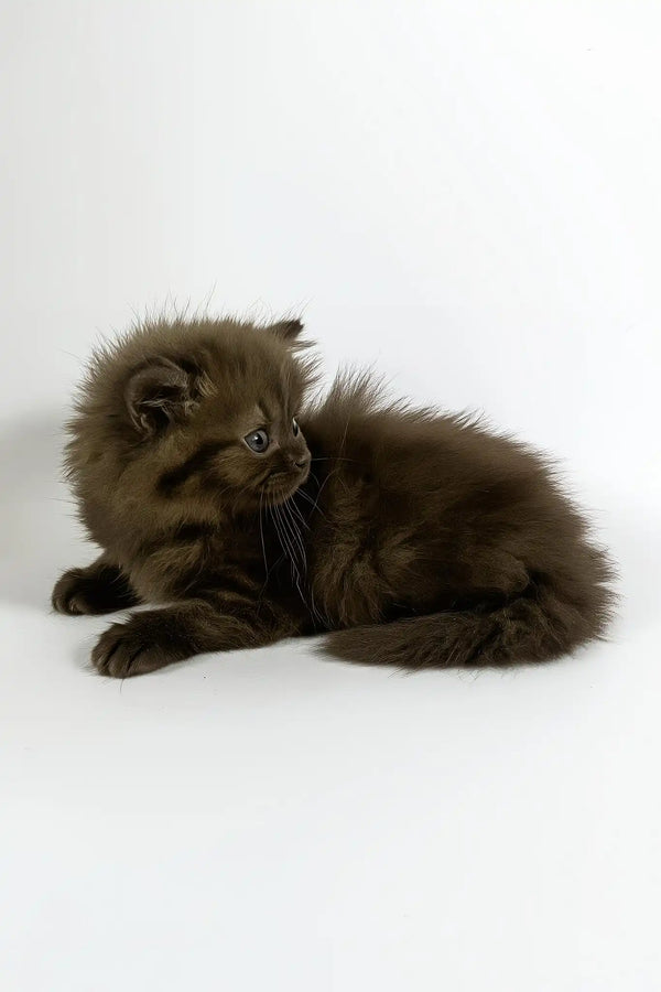 Olivia | british longhair kitten