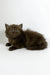 Olivia | british longhair kitten