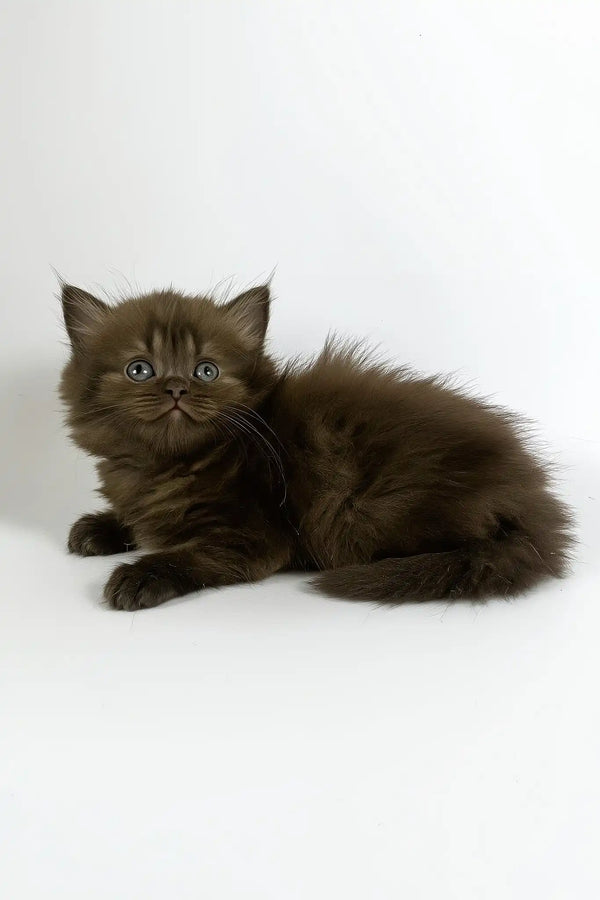 Olivia | british longhair kitten
