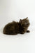 Olivia | british longhair kitten