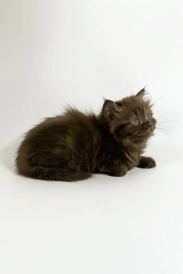 Olivia | british longhair kitten