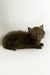 Olivia | british longhair kitten