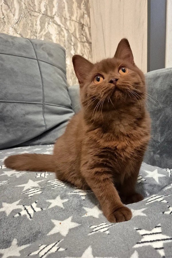 Olivia | british shorthair kitten