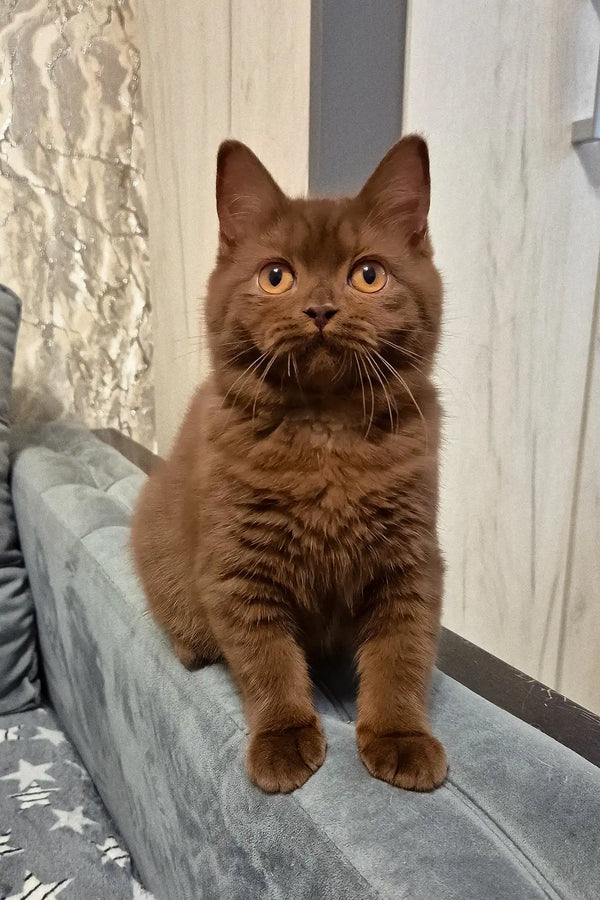 Olivia | british shorthair kitten