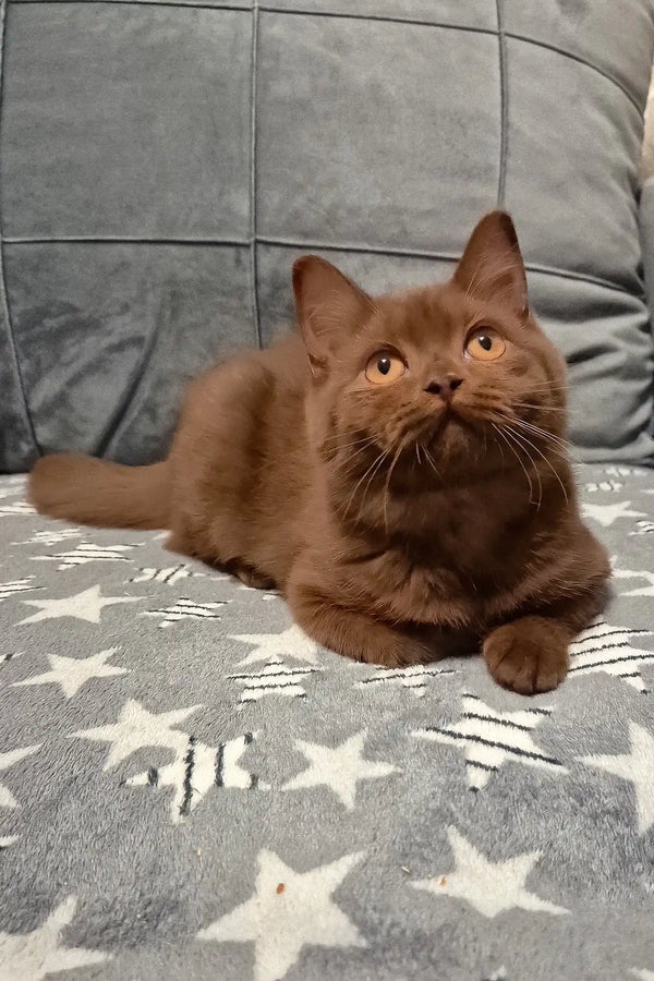 Olivia | british shorthair kitten