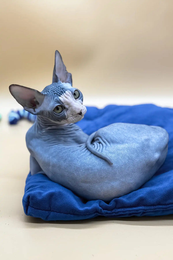 Olivia | canadian sphynx kitten