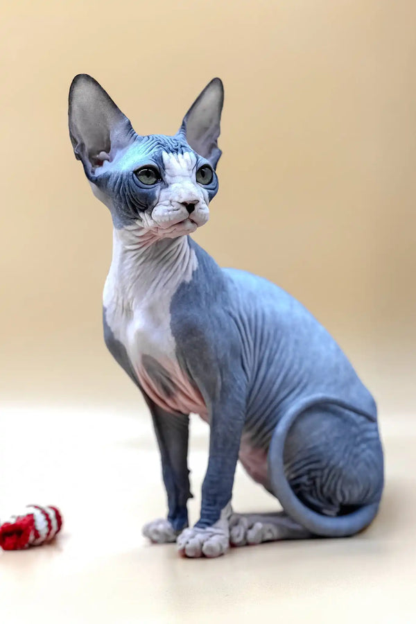 Olivia | canadian sphynx kitten