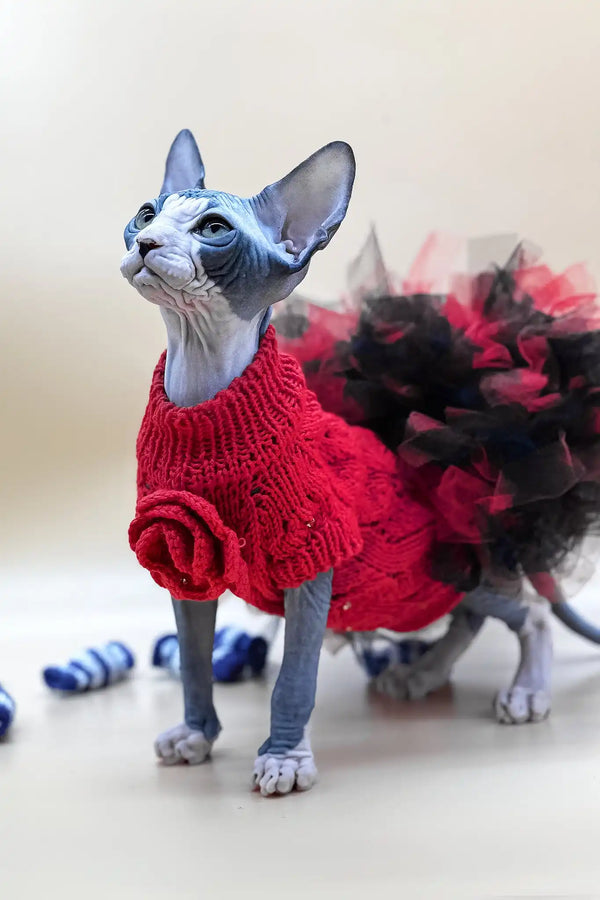 Olivia | canadian sphynx kitten
