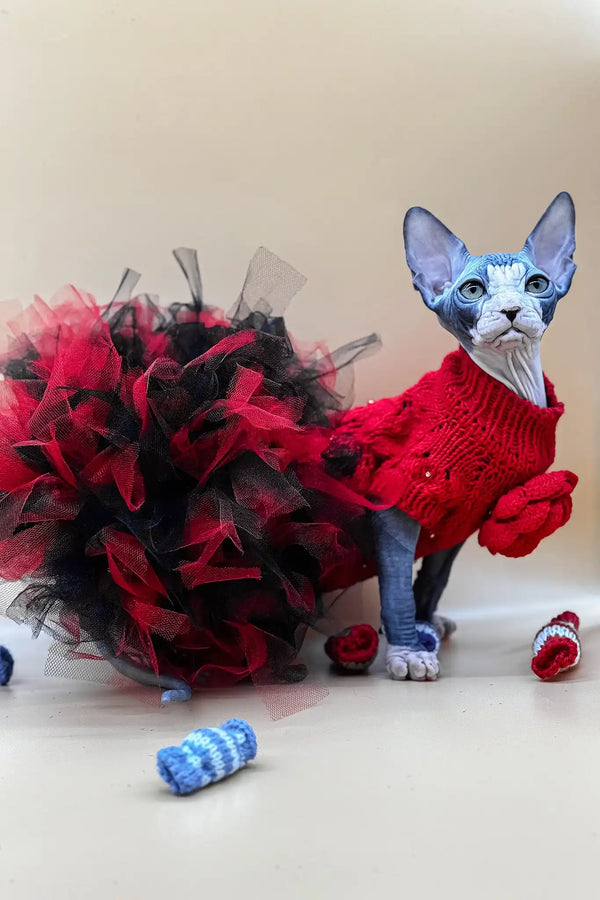 Olivia | canadian sphynx kitten