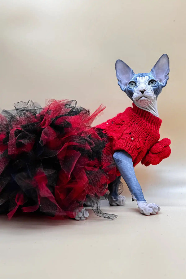 Olivia | canadian sphynx kitten