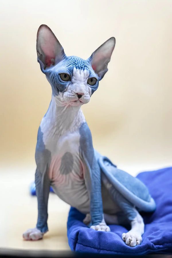 Olivia | canadian sphynx kitten