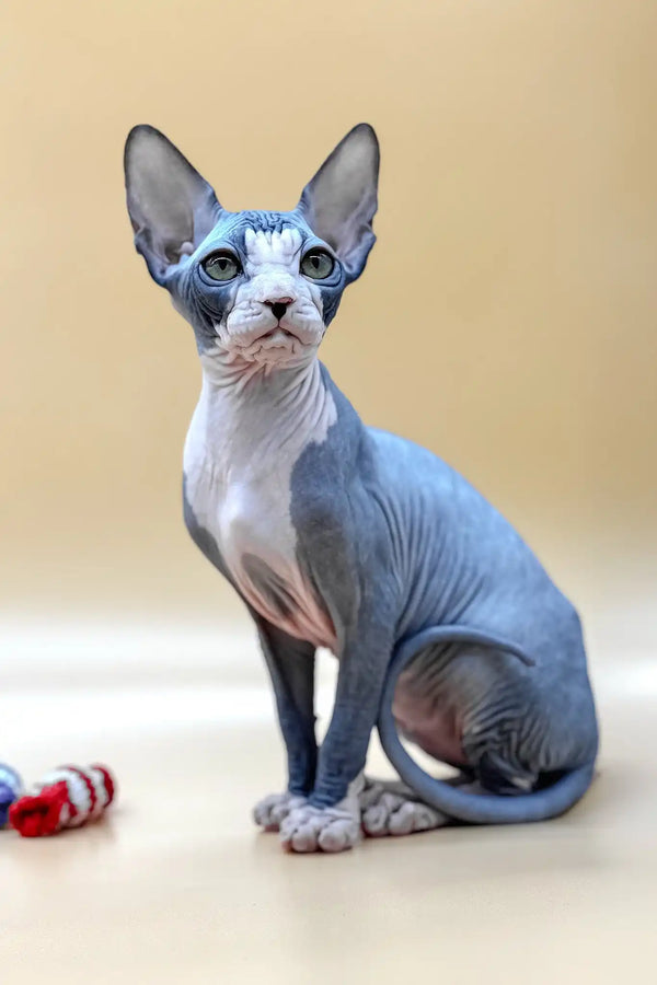 Olivia | canadian sphynx kitten