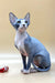 Olivia | canadian sphynx kitten