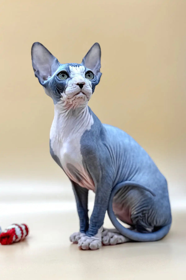 Olivia | canadian sphynx kitten
