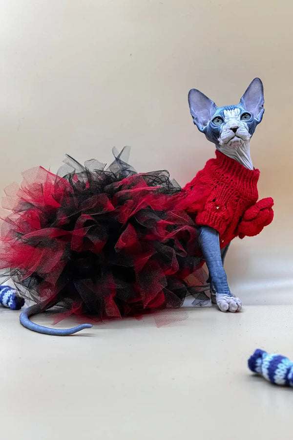 Olivia | canadian sphynx kitten