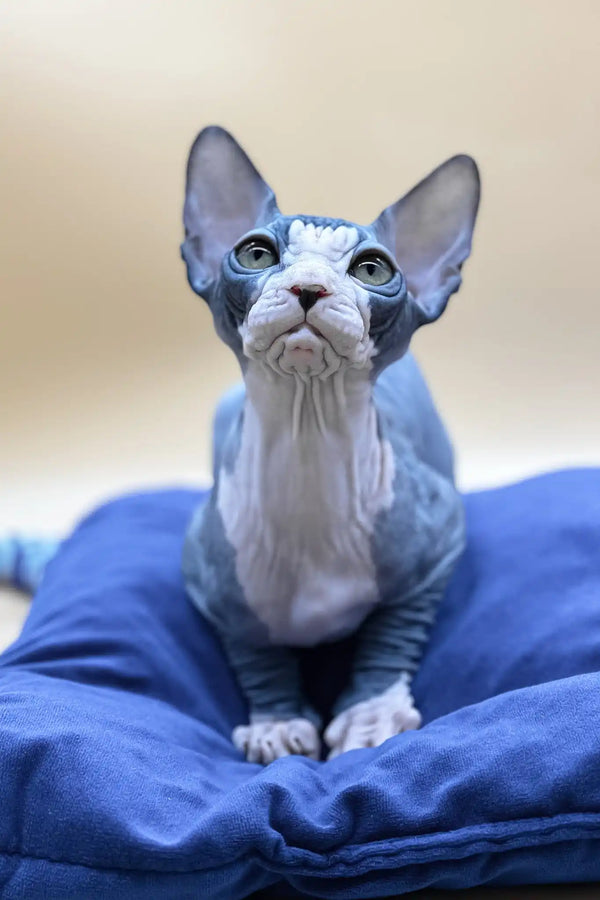 Olivia | canadian sphynx kitten