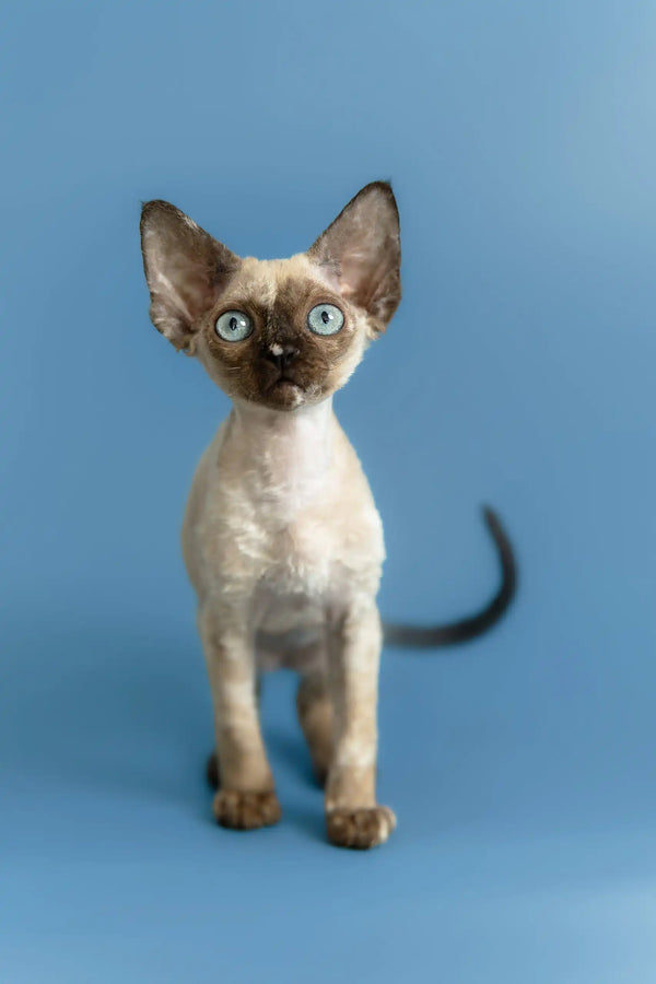 Olivia | devon rex kitten