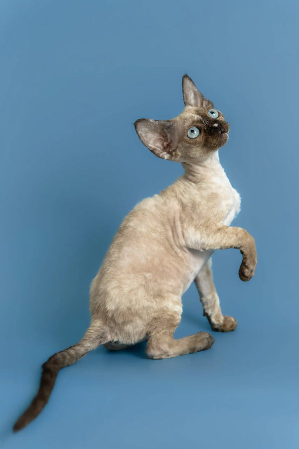Olivia | devon rex kitten