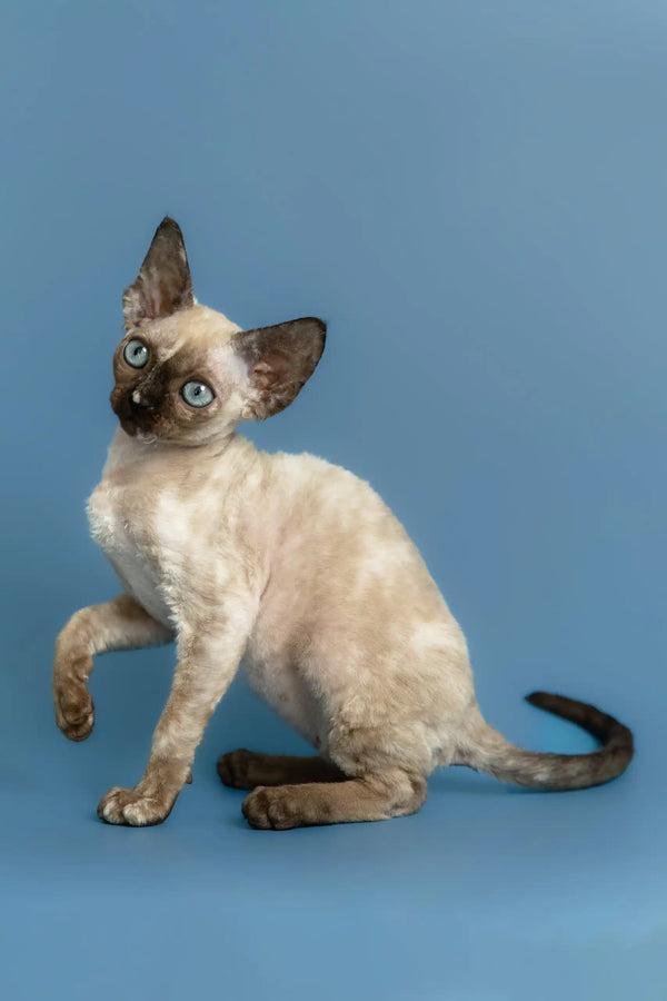 Olivia | devon rex kitten