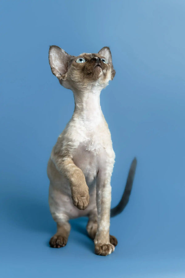 Olivia | devon rex kitten