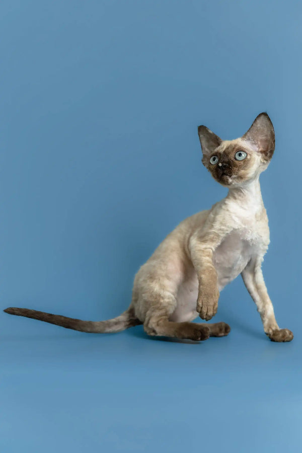 Olivia | devon rex kitten