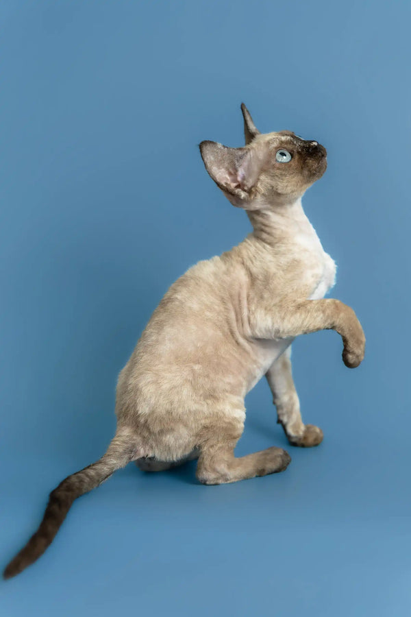 Olivia | devon rex kitten