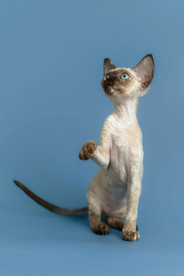 Olivia | devon rex kitten